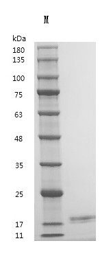 Recombinant Human Interleukin-2 (IL2) (Active), Homo sapiens (Human), Mammalian cell, Tag free, 15.4 kDa, purity >95% as determined by SDS-PAGE.