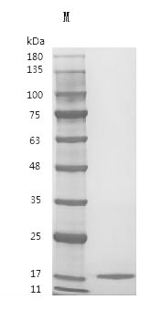 Recombinant Human Interleukin-3 (IL3) (Active), Homo sapiens (Human), Mammalian cell, Tag free, 15.0 kDa, purity >95% as determined by SDS-PAGE.