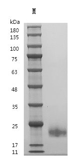 Recombinant Human Interleukin-4 (IL4) (Active), Homo sapiens (Human), Mammalian cell, Tag free, 15.0 kDa, purity >95% as determined by SDS-PAGE.