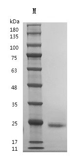 Recombinant Human Interleukin-6 (IL6) (Active), Homo sapiens (Human), Mammalian cell, Tag free, 20.8 kDa, purity >95% as determined by SDS-PAGE.