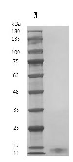 Recombinant Human Interleukin-7 (IL7) (Active), Homo sapiens (Human), Mammalian cell, Tag free, 17.3 kDa, purity >95% as determined by SDS-PAGE.