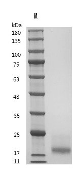 Recombinant Human Interleukin-15 (IL15) (Active), Homo sapiens (Human), Mammalian cell, Tag free, 12.7 kDa, purity >95% as determined by SDS-PAGE.