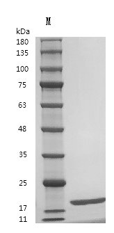 Recombinant Human Interleukin-18 (IL18) (Active), Homo sapiens (Human), Mammalian cell, Tag free, 18.2 kDa, purity >95% as determined by SDS-PAGE.