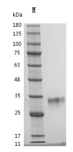 Recombinant Human Oncostatin-M (OSM) (Active), Homo sapiens (Human), Mammalian cell, Tag free, 22.0 kDa, purity >95% as determined by SDS-PAGE.