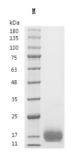 Recombinant Human Platelet-derived growth factor subunit B (PDGFB) (Active), Homo sapiens (Human), Yeast, Tag free, 12.2 kDa, purity >95% as determined by SDS-PAGE.