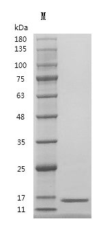 Recombinant Human Transforming growth factor beta-1 proprotein (TGFB1),Partial (Active), Homo sapiens (Human), Mammalian cell, Tag free, 12.8 kDa, purity >95% as determined by SDS-PAGE.