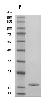 Recombinant Human Tumor necrosis factor (TNF),Partial (Active), Homo sapiens (Human), Mammalian cell, Tag free, 17.4 kDa, purity >95% as determined by SDS-PAGE.