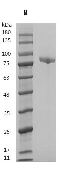 Recombinant Human Serotransferrin (TF) (HOLO) (Active), Homo sapiens (Human), Mammalian cell, Tag free, 75.2 kDa, purity >95% as determined by SDS-PAGE.
