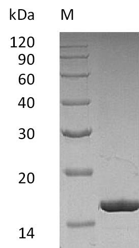 Recombinant Human Granulocyte colony-stimulating factor (CSF3), partial (Active), Homo sapiens (Human), E.coli, Tag-Free, 18.8 kDa, purity >95% as determined by SDS-PAGE.