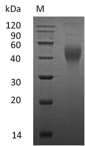 Recombinant Mouse Macrophage colony-stimulating factor 1 (Csf1), partial (Active), Mus musculus (Mouse), Mammalian cell, Tag-Free, 26 kDa, purity >95% as determined by SDS-PAGE.