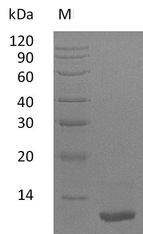 Recombinant Human Insulin-like growth factor I (IGF1) (Active), Homo sapiens (Human), E.coli, Tag-Free, 9.1 kDa, purity >95% as determined by SDS-PAGE.