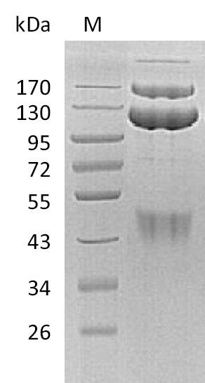 Recombinant Human Hepatocyte growth factor receptor (MET), partial (Active), Homo sapiens (Human), Mammalian cell, C-terminal hFc-tagged, 128.4 kDa, purity >95% as determined by SDS-PAGE.