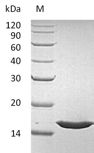 Recombinant Human Fibroblast growth factor 1 (FGF1) (Active), Homo sapiens (Human), E.coli, Tag-Free, 15.9 kDa, purity >95% as determined by SDS-PAGE.