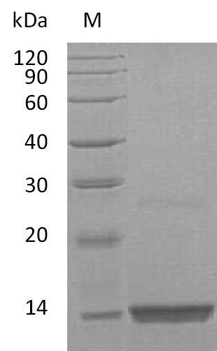 Recombinant Human Platelet-derived growth factor subunit B (PDGFB) (Active), Homo sapiens (Human), E.coli, Tag-Free, 12.42 kDa, purity >95% as determined by SDS-PAGE.