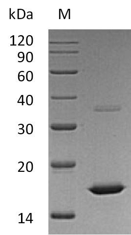 Recombinant Human Fibroblast growth factor 2 (FGF2), partial (Active), Homo sapiens (Human), E.coli, Tag-Free, 17.2 kDa, purity >95% as determined by SDS-PAGE.