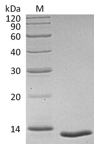 Recombinant Human Transforming growth factor beta-1 proprotein (TGFB1), partial (Active), Homo sapiens (Human), Mammalian cell, Tag-Free, 12.8 kDa, purity >95% as determined by SDS-PAGE.
