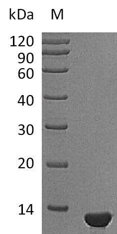 Recombinant Mouse Beta-nerve growth factor (Ngf), partial (Active), Mus musculus (Mouse), E.coli, Tag-Free, 12.4 kDa, purity >95% as determined by SDS-PAGE.