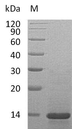 Recombinant Mouse Beta-nerve growth factor (Ngf) (Active), Mus musculus (Mouse), E.coli, Tag-Free, 13.5 kDa, purity >95% as determined by SDS-PAGE.