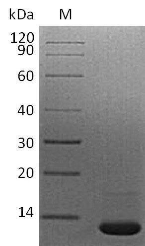 Recombinant Mouse Transforming growth factor beta-1 proprotein (Tgfb1), partial (Active), Mus musculus (Mouse), Mammalian cell, Tag-Free, 12.8 kDa, purity >95% as determined by SDS-PAGE.
