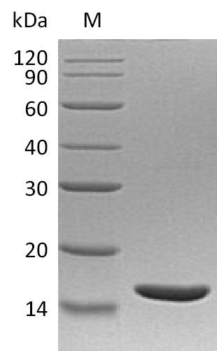 Recombinant Human Lymphotoxin-alpha (LTA) (Active), Homo sapiens (Human), E.coli, Tag-Free, 18.8 kDa, purity >95% as determined by SDS-PAGE.