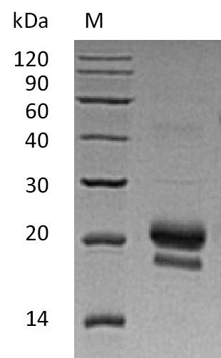 Recombinant Human Tumor necrosis factor ligand superfamily member 15 (TNFSF15) (Active), Homo sapiens (Human), E.coli, Tag-Free, 21.86 kDa, purity >95% as determined by SDS-PAGE.