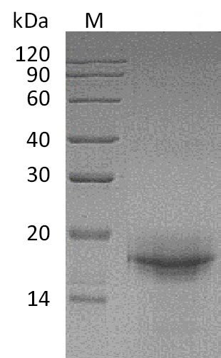 Recombinant Mouse Interleukin-33 (Il33), partial (Active), Mus musculus (Mouse), E.coli, Tag-Free, 17.6 kDa, purity >95% as determined by SDS-PAGE.