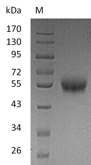 Recombinant Human Tumor necrosis factor receptor superfamily member 9 (TNFRSF9), partial (Active), Homo sapiens (Human), Mammalian cell, C-terminal 6xHis-hFc-tagged, 44 kDa, purity >95% as determined by SDS-PAGE.