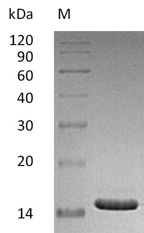 Recombinant Human CD40 ligand (CD40LG), partial (Active), Homo sapiens (Human), E.coli, Tag-Free, 16.2 kDa, purity >95% as determined by SDS-PAGE.