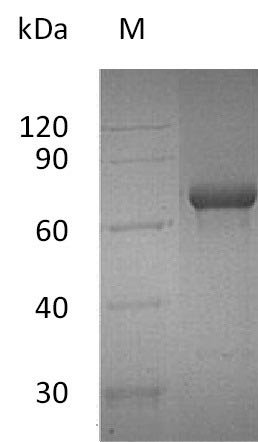 Recombinant Human Tumor necrosis factor receptor superfamily member 4 (TNFRSF4), partial (Active), Homo sapiens (Human), Mammalian cell, C-terminal hFc-tagged, 46.8 kDa, purity >95% as determined by SDS-PAGE.