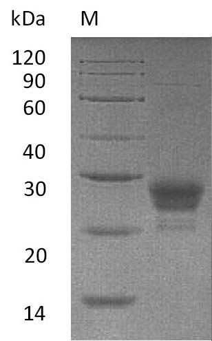 Recombinant Human Tumor necrosis factor ligand superfamily member 4 (TNFSF4), partial (Active), Homo sapiens (Human), Mammalian cell, N-terminal 6xHis-tagged, 16.3 kDa, purity >95% as determined by SDS-PAGE.