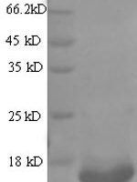 Rotavirus A Non-structural glycoprotein 4, partial Recombinant Protein, N-His - BioCrest Sci