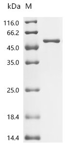 Macaca fascicularis Dipeptidase 3 (DPEP3) Recombinant Protein, C-His, aa 36–463, E.coli, Macaca fascicularis (Crab-eating macaque) (Cynomolgus monkey), E.coli, C-terminal 6xHis-tagged, 54.1 kDa, purity >≥ 95% as determined by SDS-PAGE.