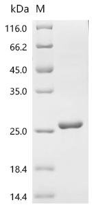 Human Cytidine deaminase (CDA) Recombinant Protein, C-His, Homo sapiens (Human), E.coli, C-terminal 6xHis-tagged, 23.1 kDa, purity >≥ 90% as determined by SDS-PAGE.