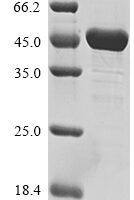 Human Paired box protein Pax-5 (PAX5) Recombinant Protein - BioCrest Sci