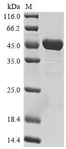 Human Paired box protein Pax-5 (PAX5) Recombinant Protein, Homo sapiens (Human), E.coli, N-terminal 10xHis-tagged and C-terminal Myc-tagged, 47.2 kDa, purity >≥ 90% as determined by SDS-PAGE.