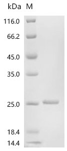 Human Serum amyloid P-component (APCS) Recombinant Protein, Homo sapiens (Human), E.coli, Tag-Free, 23.4 kDa, purity >≥ 90% as determined by SDS-PAGE.