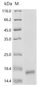 Mouse Mas-related G-protein coupled receptor member B2 (Mrgprb2), partial Recombinant Protein, N-His-SUMOstar, Mus musculus (Mouse), Yeast, N-terminal 6xHis-sumostar-tagged, 17.5 kDa, purity >≥ 85% as determined by SDS-PAGE.
