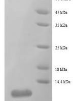 Escherichia coli  50S ribosomal protein L29 (rpmC) Recombinant Protein, N-His - BioCrest Sci