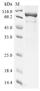 Mouse Wee1-like protein kinase (Wee1) Recombinant Protein, Mus musculus (Mouse), E.coli, N-terminal 6xHis-tagged, 77.5 kDa, purity >≥ 85% as determined by SDS-PAGE.