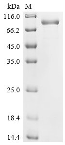 Human Cadherin-10 (CDH10), partial Recombinant Protein, Homo sapiens (Human), Mammalian cell, C-terminal 10xHis-tagged, 67.5 kDa, purity >≥ 90% as determined by SDS-PAGE.