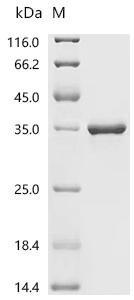 Orthopoxvirus vaccinia Cell surface-binding protein OPG105 (D8L), partial Recombinant Protein, N-His, Orthopoxvirus vaccinia, E.coli, N-terminal 6xHis-tagged, 37.0 kDa, purity >≥ 95% as determined by SDS-PAGE.