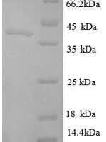 Escherichia coli Ornithine carbamoyltransferase chain F (argF) Recombinant Protein - BioCrest Sci