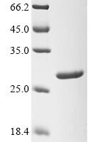Staphylococcus aureus Type VII secretion system extracellular protein A (esxA) Recombinant Protein - BioCrest Sci