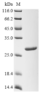 Staphylococcus aureus Type VII secretion system extracellular protein A (esxA) Recombinant Protein, Staphylococcus aureus (strain MSSA476), E.coli, N-terminal 6xHis-SUMO-tagged, 24.0 kDa, purity >≥ 90% as determined by SDS-PAGE.