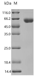 Dog Programmed Cell Death Protein 1 precursor, partial,Biotinylated Recombinant Protein, Canis lupus familiaris (Dog) (Canis familiaris), Mammalian cell, C-terminal hFc1-Avi-tagged, 44.0 kDa, purity >≥ 90% as determined by SDS-PAGE.≥ 95% as determined by SEC-HPLC.