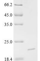 Bos indicus x Bos taurus Kappa-casein, partial Recombinant Protein, N-10His/C-Myc, aa 71–163 - BioCrest Sci
