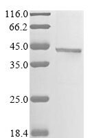Mouse Alpha-2-macroglobulin receptor-associated protein (Lrpap1) (H294F,H296F,Y297C,H305F), partial Recombinant Protein - BioCrest Sci