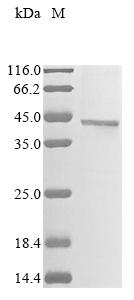 Mouse Alpha-2-macroglobulin receptor-associated protein (Lrpap1) (H294F,H296F,Y297C,H305F), partial Recombinant Protein, Mus musculus (Mouse), Mammalian cell, N-terminal GFP-tagged, 42.6 kDa, purity >≥ 85% as determined by SDS-PAGE.