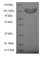 Human Fizzy-related protein homolog (FZR1) Recombinant Protein - BioCrest Sci