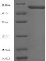 Arabidopsis thaliana Protein ABSCISIC ACID-INSENSITIVE 5 (ABI5) Recombinant Protein - BioCrest Sci